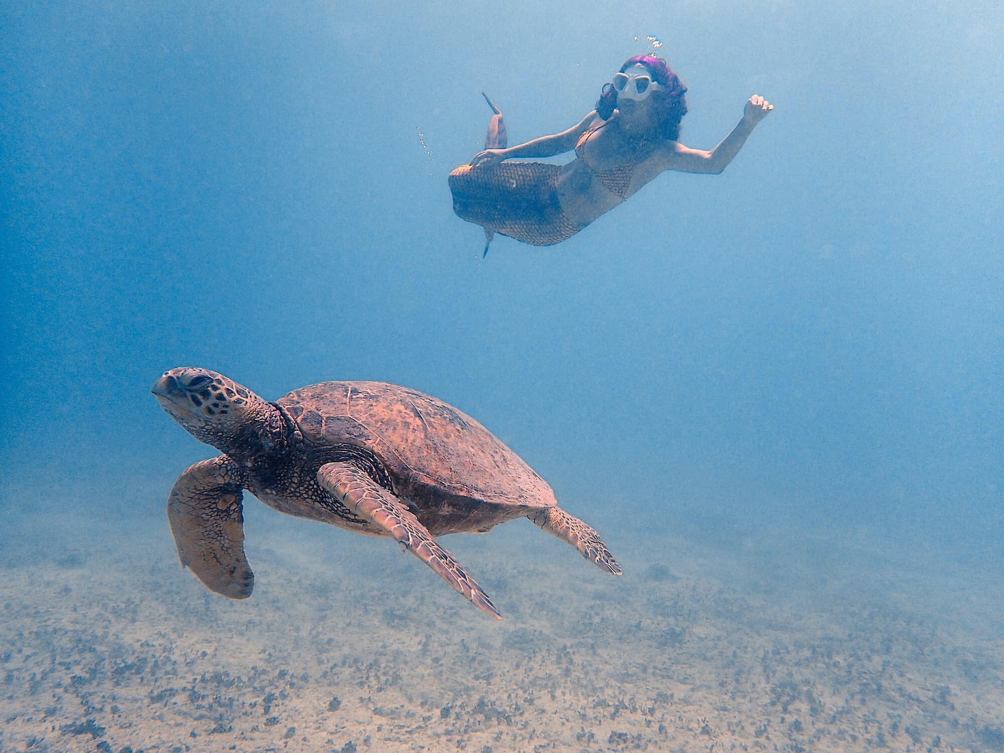 Mermaids and Turtles