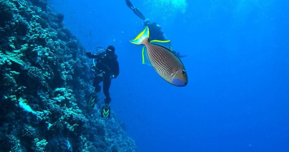 Dive Backwall Molokini