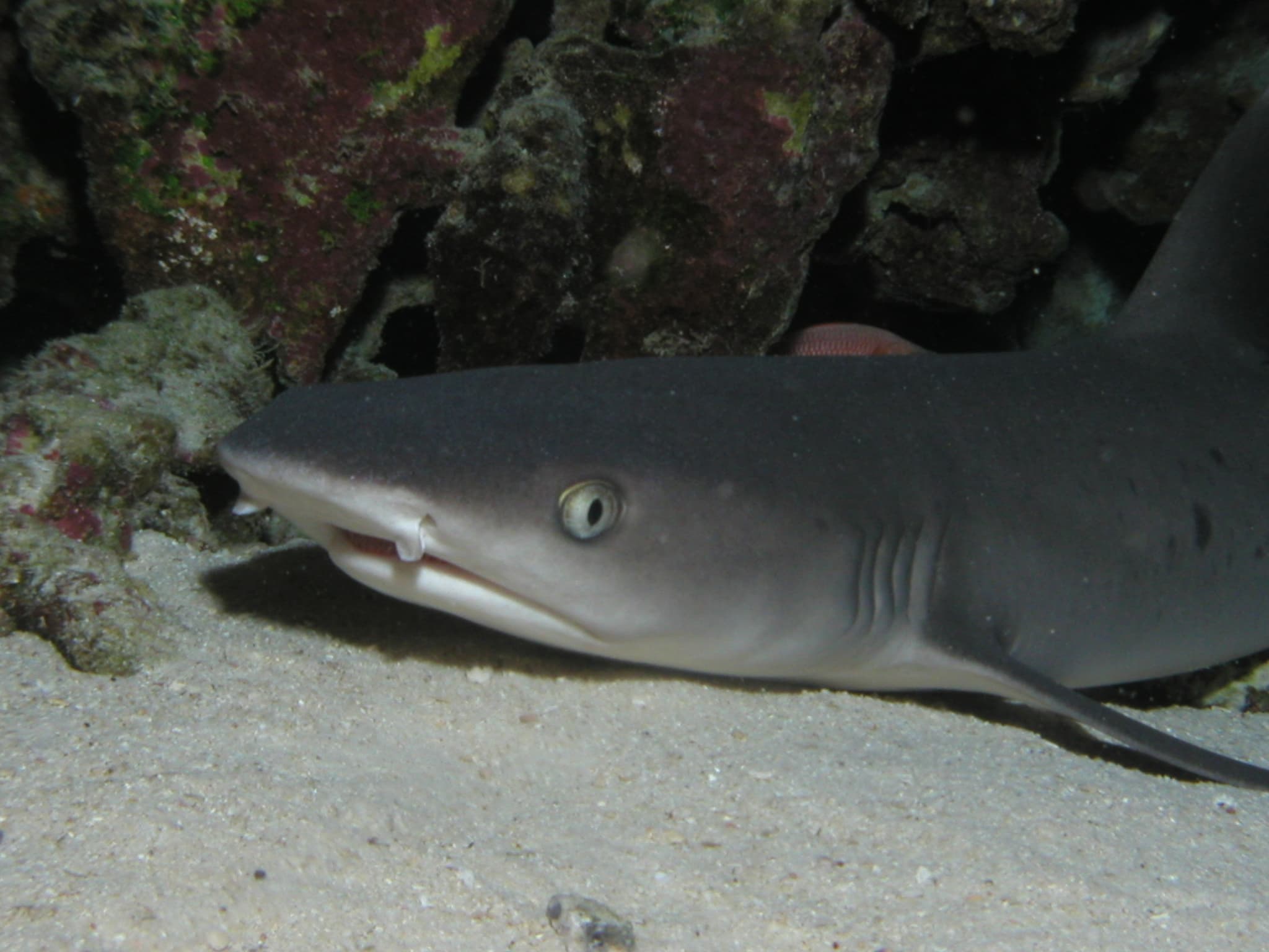 Shark-Turtle-Wreck Dive