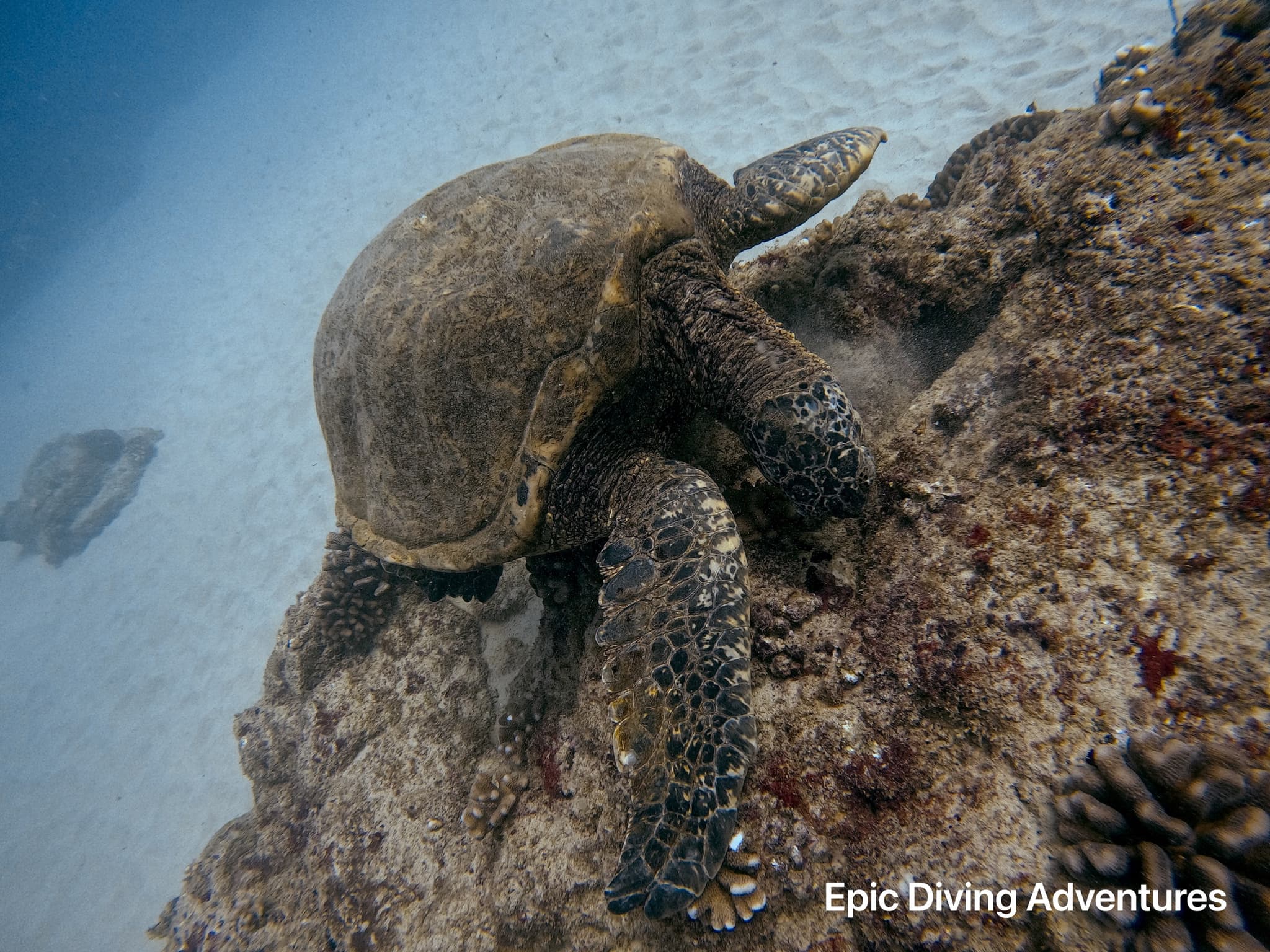 Snorkel with the Hawaiian Honu