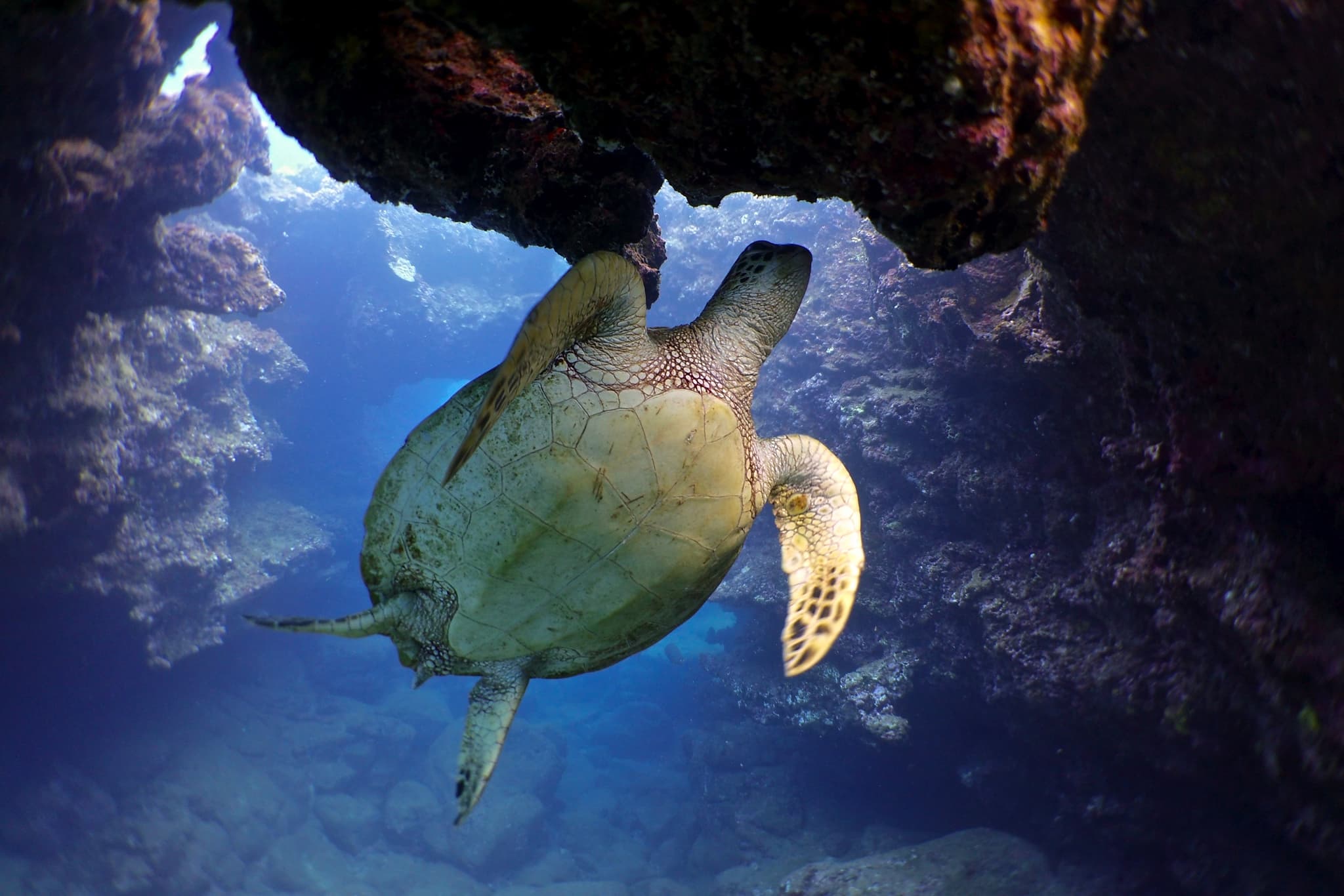 Two Tank Shipwreck and Lava Tube Dives