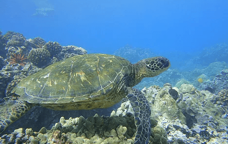 4.5 Hour Deluxe Snorkel Tour