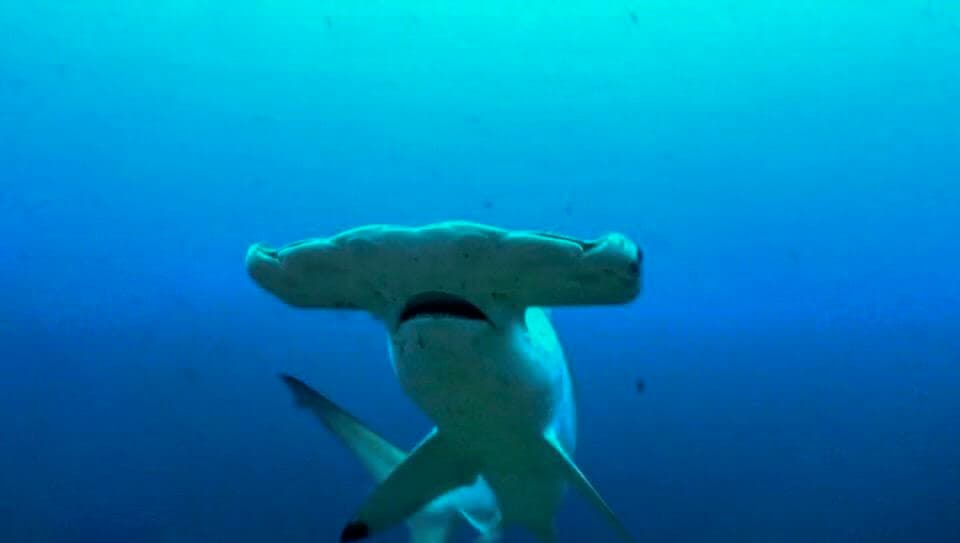 Hammerhead Drift 2 Tank Dive