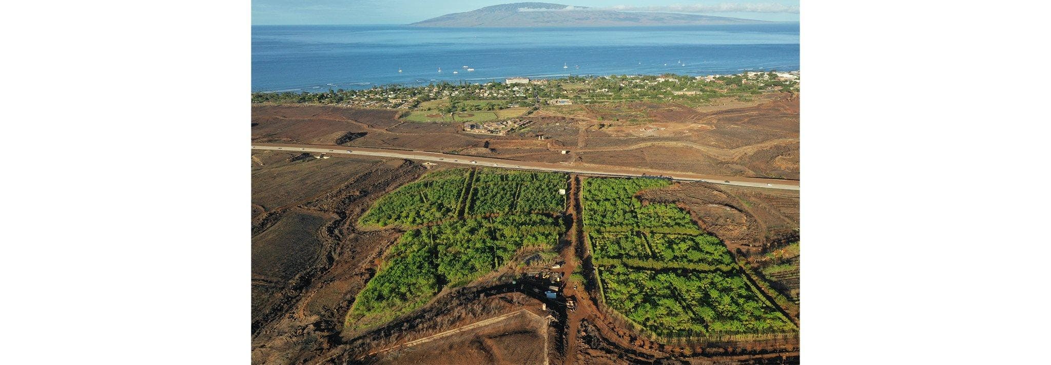 Exclusive Guided Cacao Farm Tour