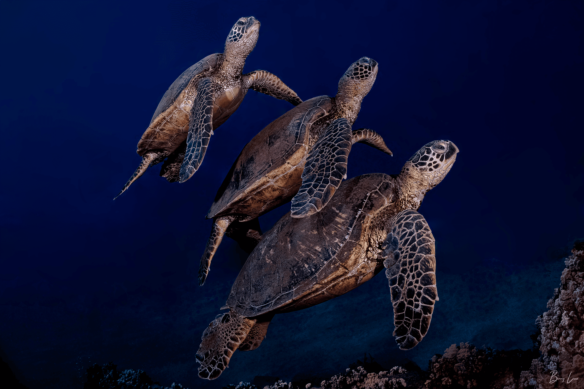 3 Divers - Private Two Tank Excursion with Barry