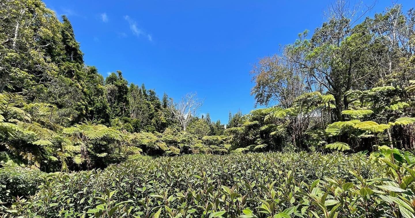 Hawaii Forest Farms Tours