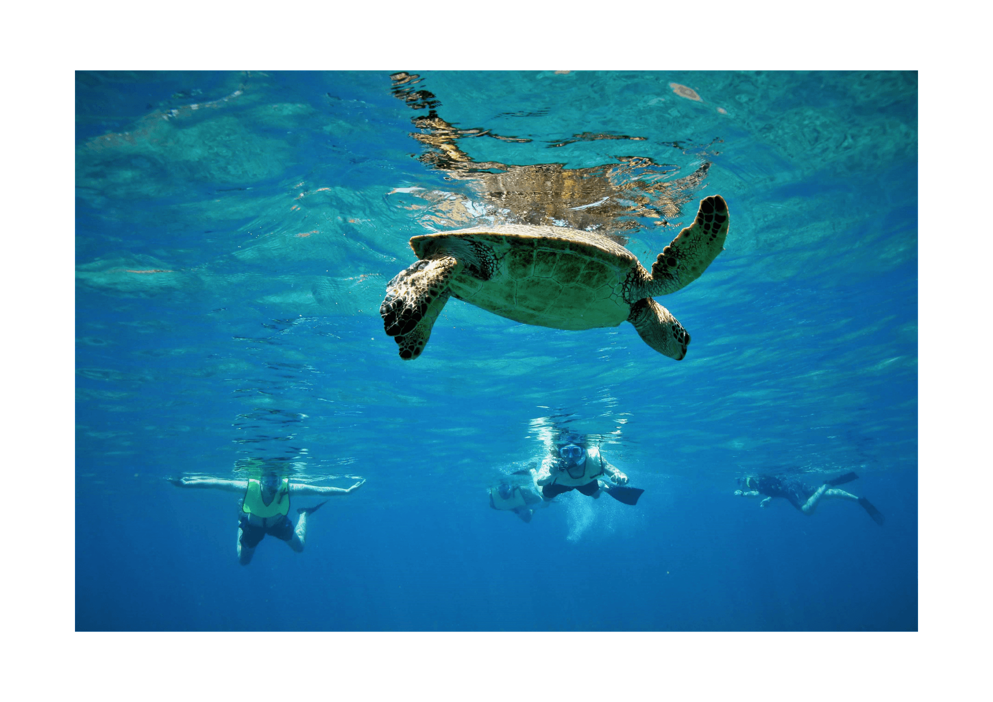 Gear Rental with Honolulu Snorkel