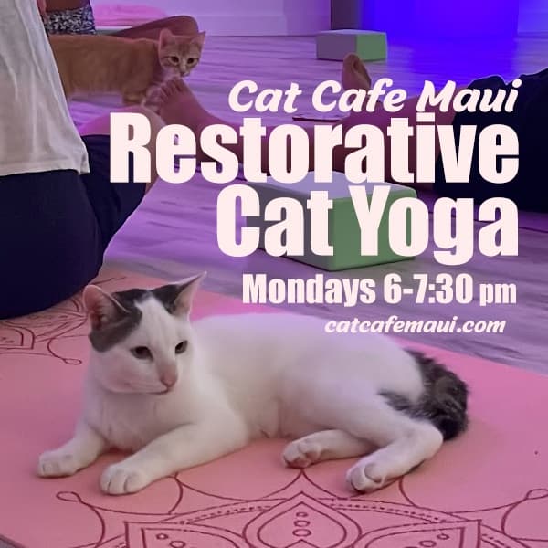 Restorative Cat Yoga