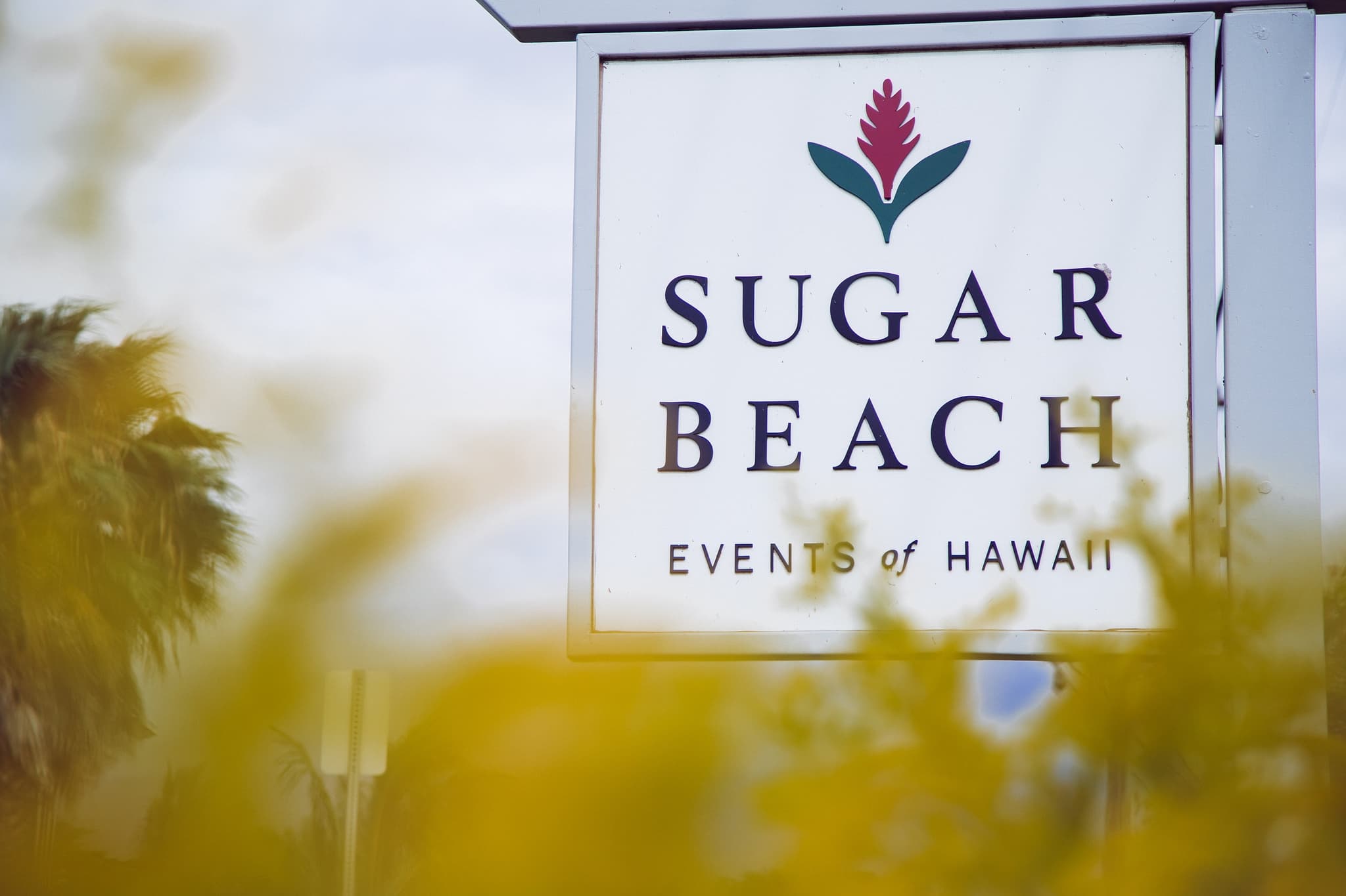 Movie Night Under The Stars