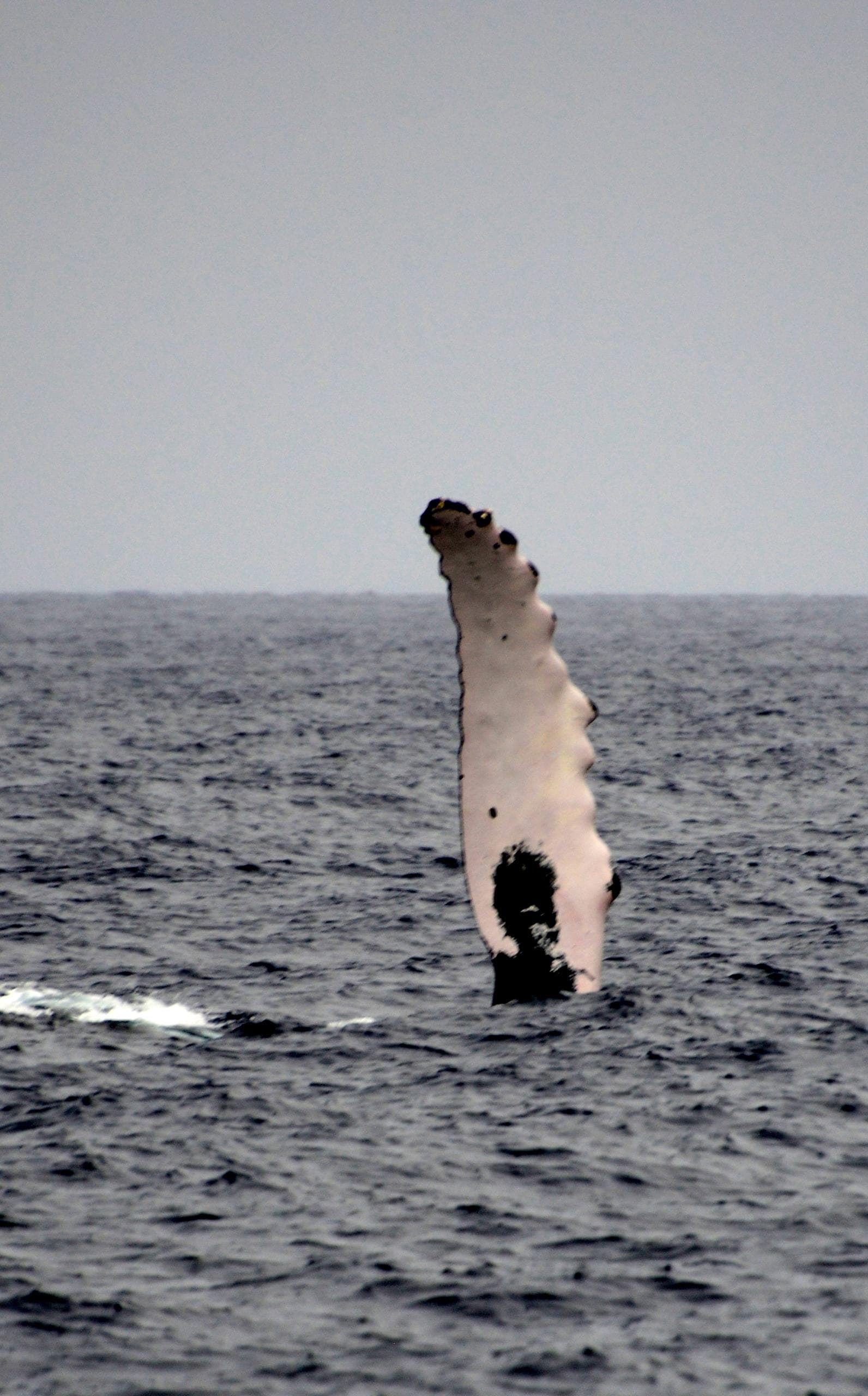 Whale Watch and Sunset Cruise