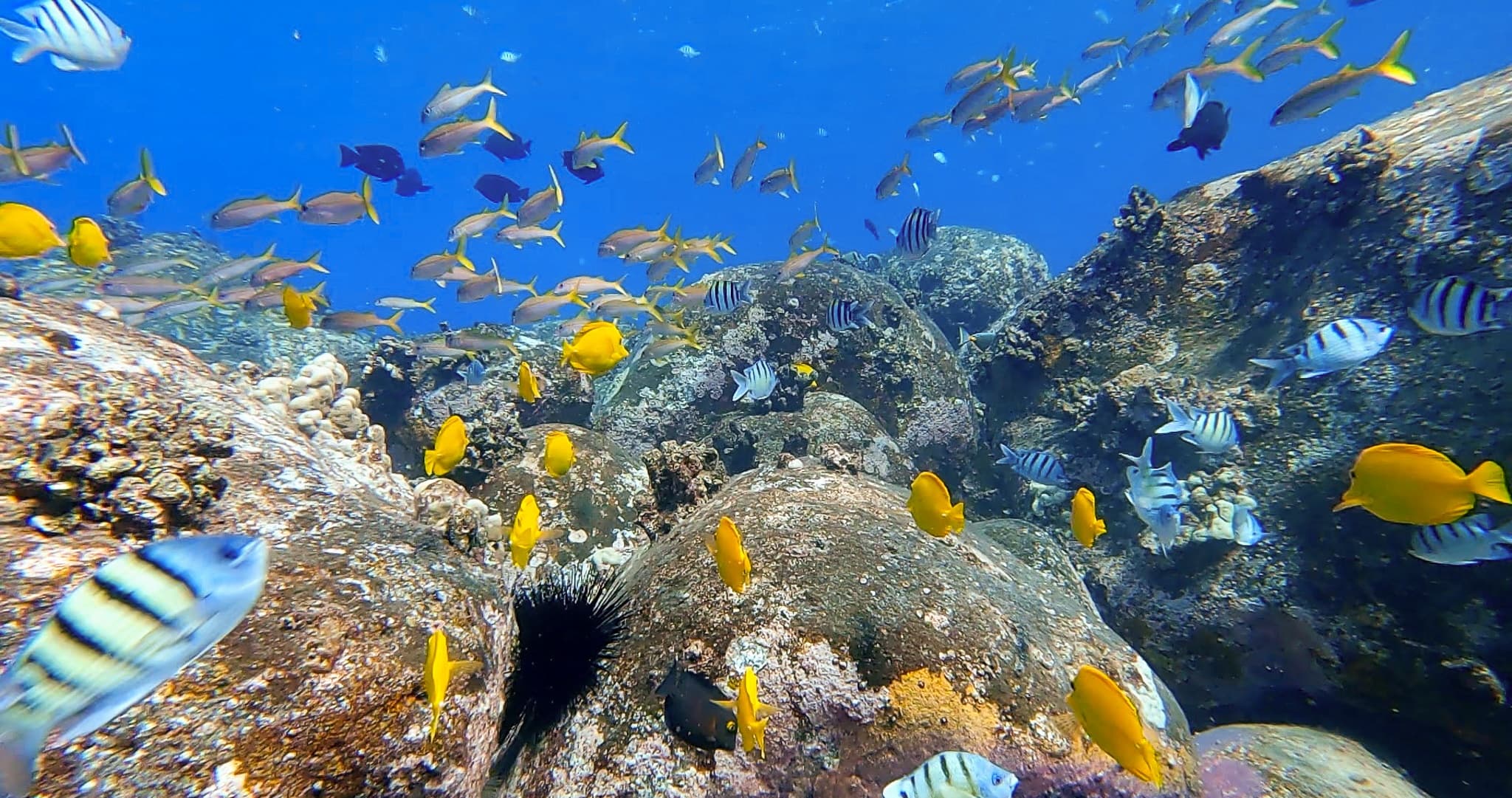 Kona Snorkeling in Pawai Bay