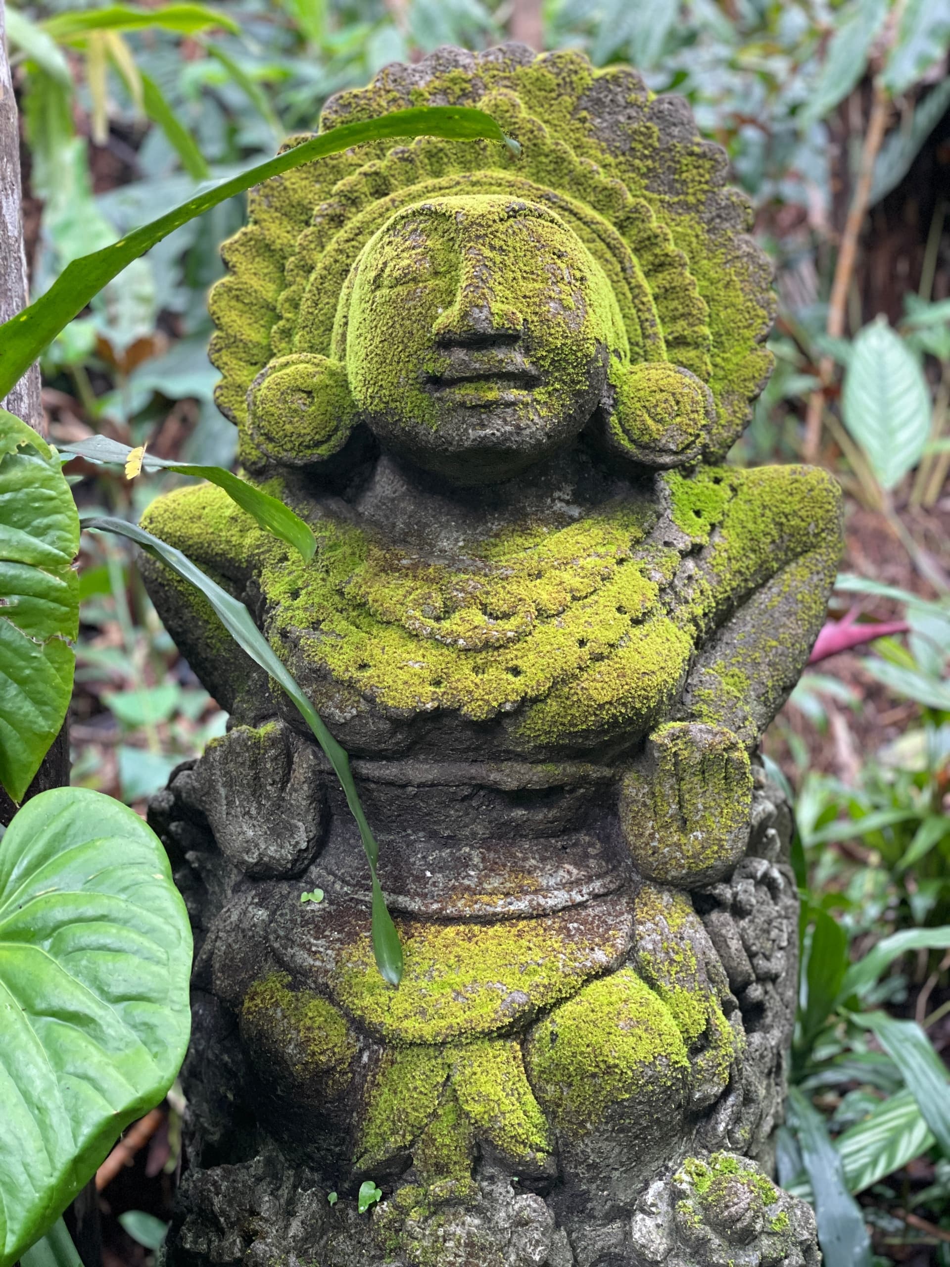 Cloud Forest Tour - Montane Jungle Trail (2.5 hrs)