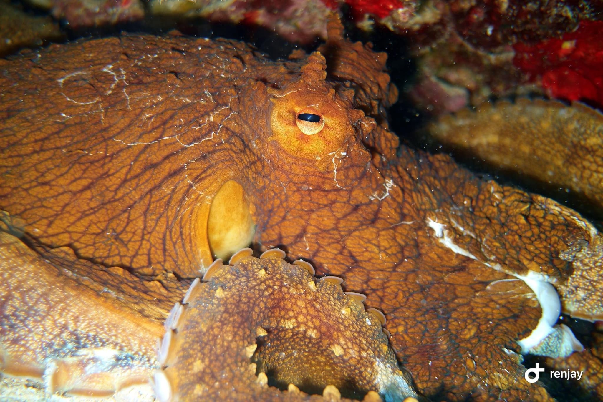 Pelagic Bioluminescent Night Dive - Certified Only