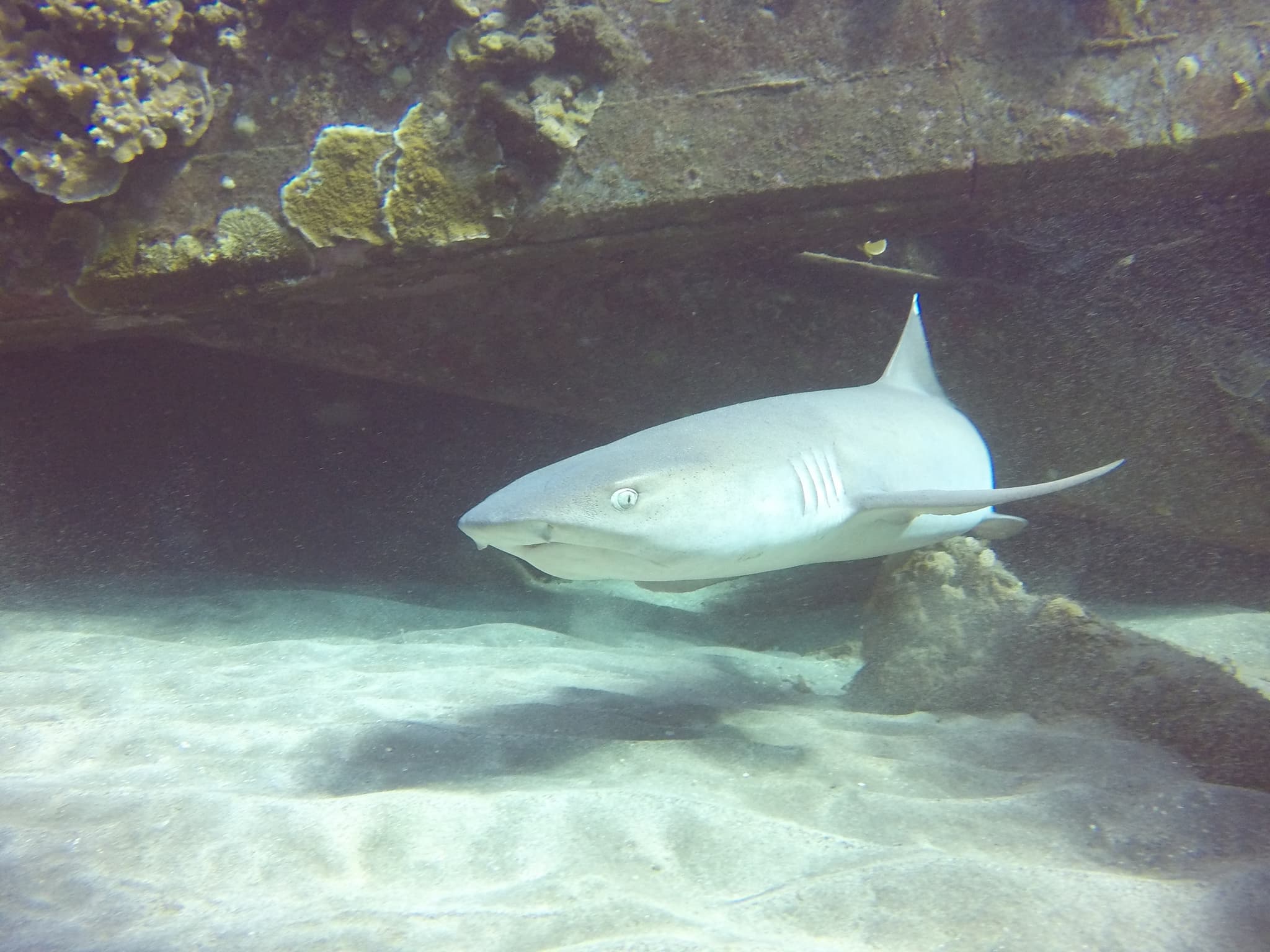 Shark-Turtle-Wreck Dive