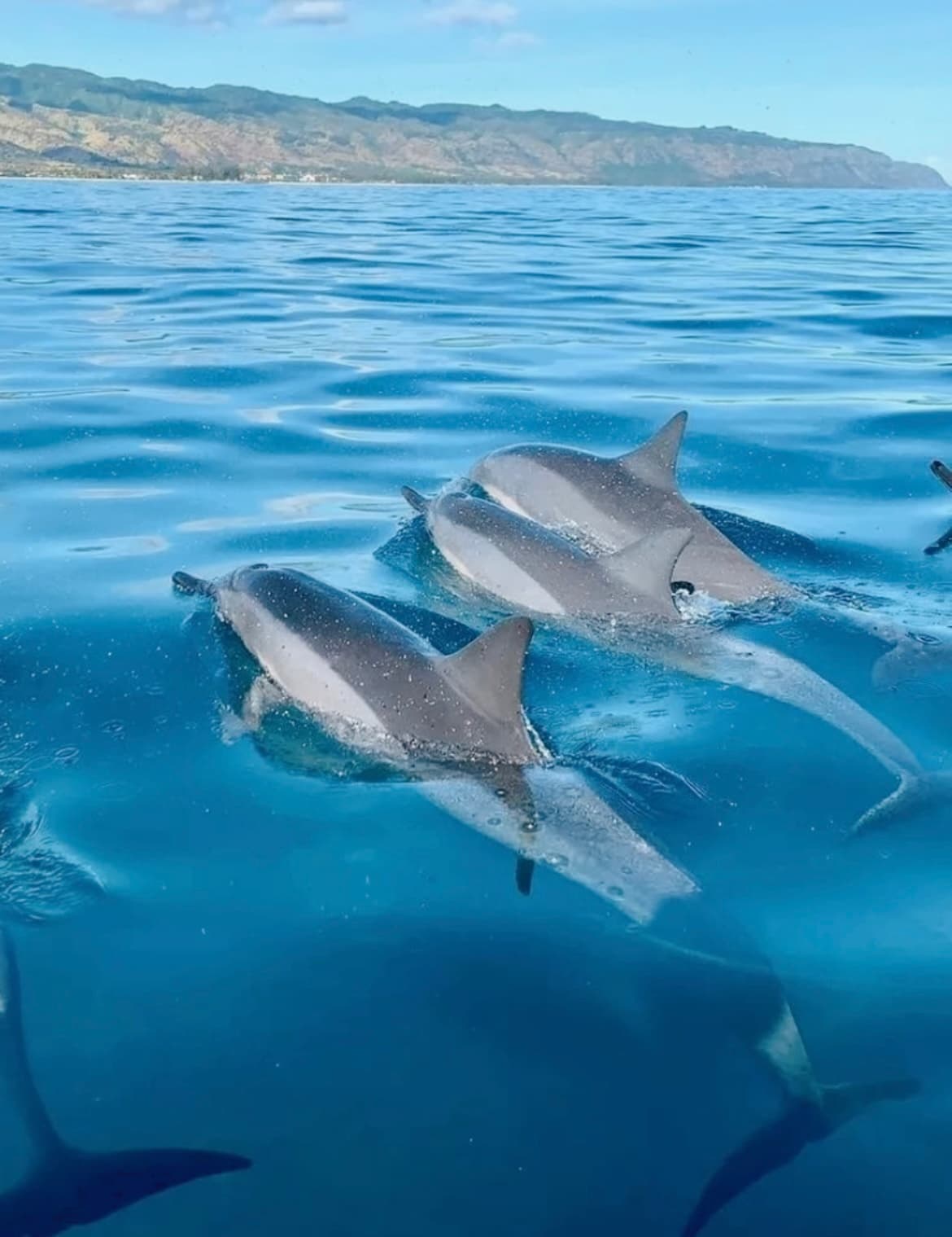 VIP Private Dolphin and Turtle Tour