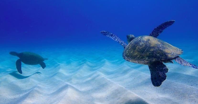 North Shore Turtle Tours