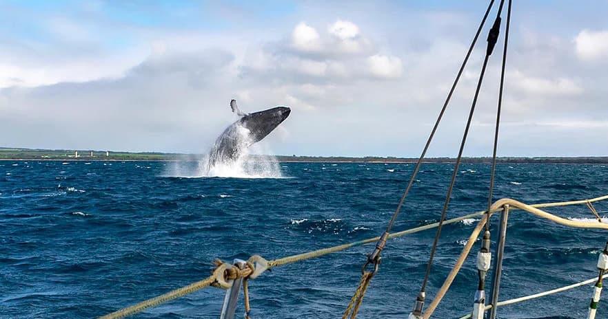 Private Whale Watch Cruise • Monohull Nova