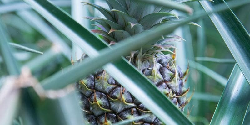 Morning Waterfall Walk & Swim