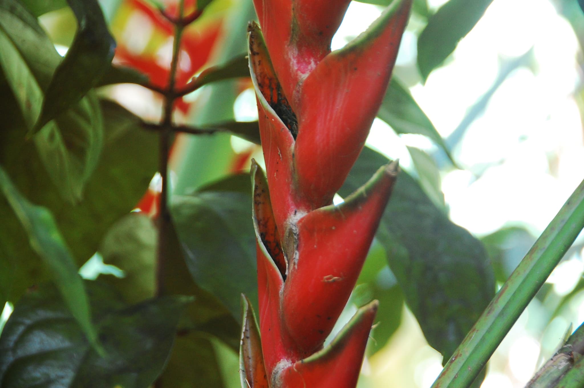 Waterfall & Lei-making