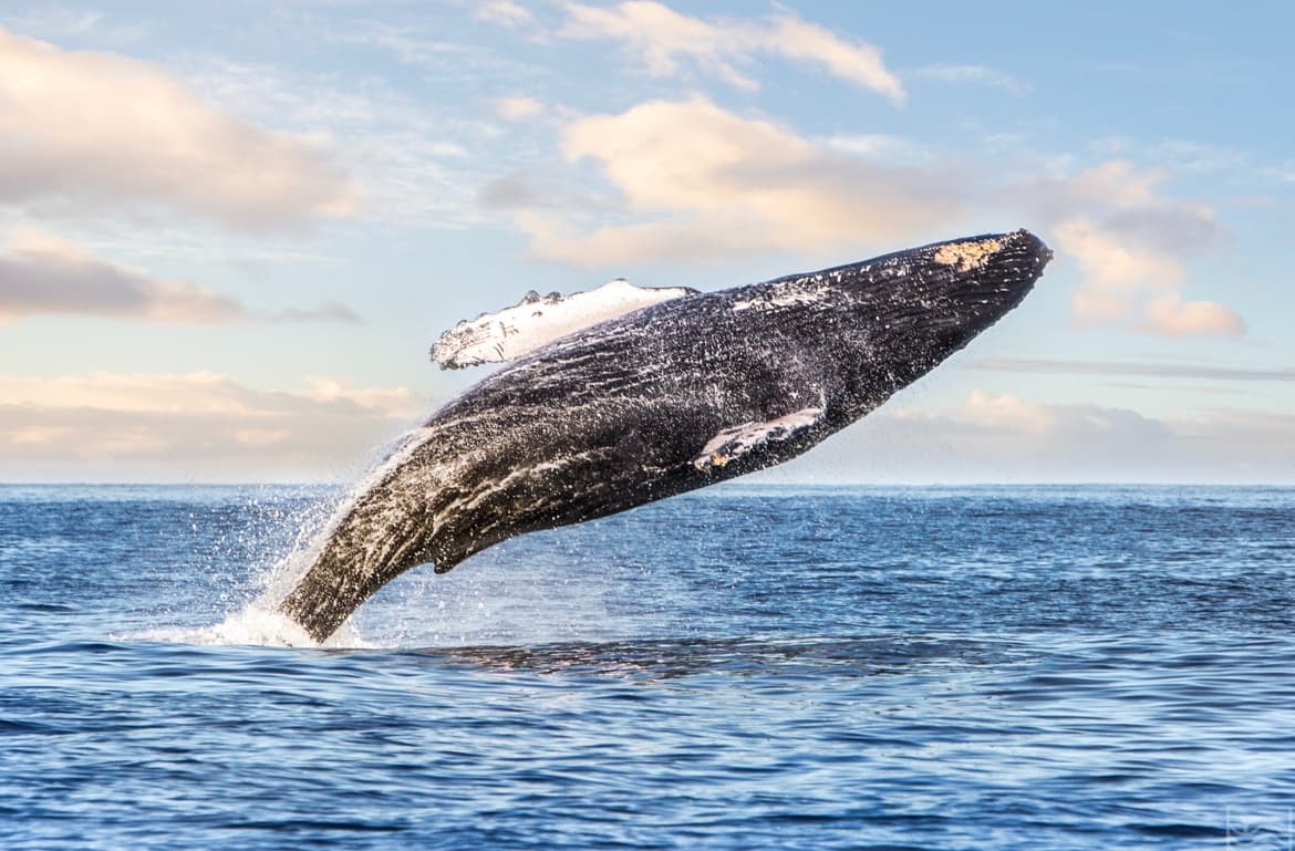 Kohola (Whale) Watching Excursion
