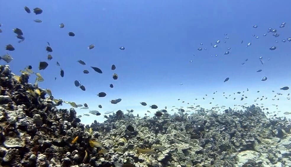 PADI Scuba Diver Course