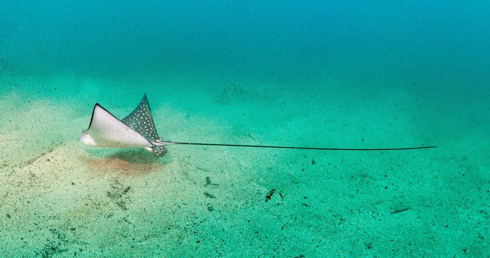 PADI Open Water Referral 2 dives