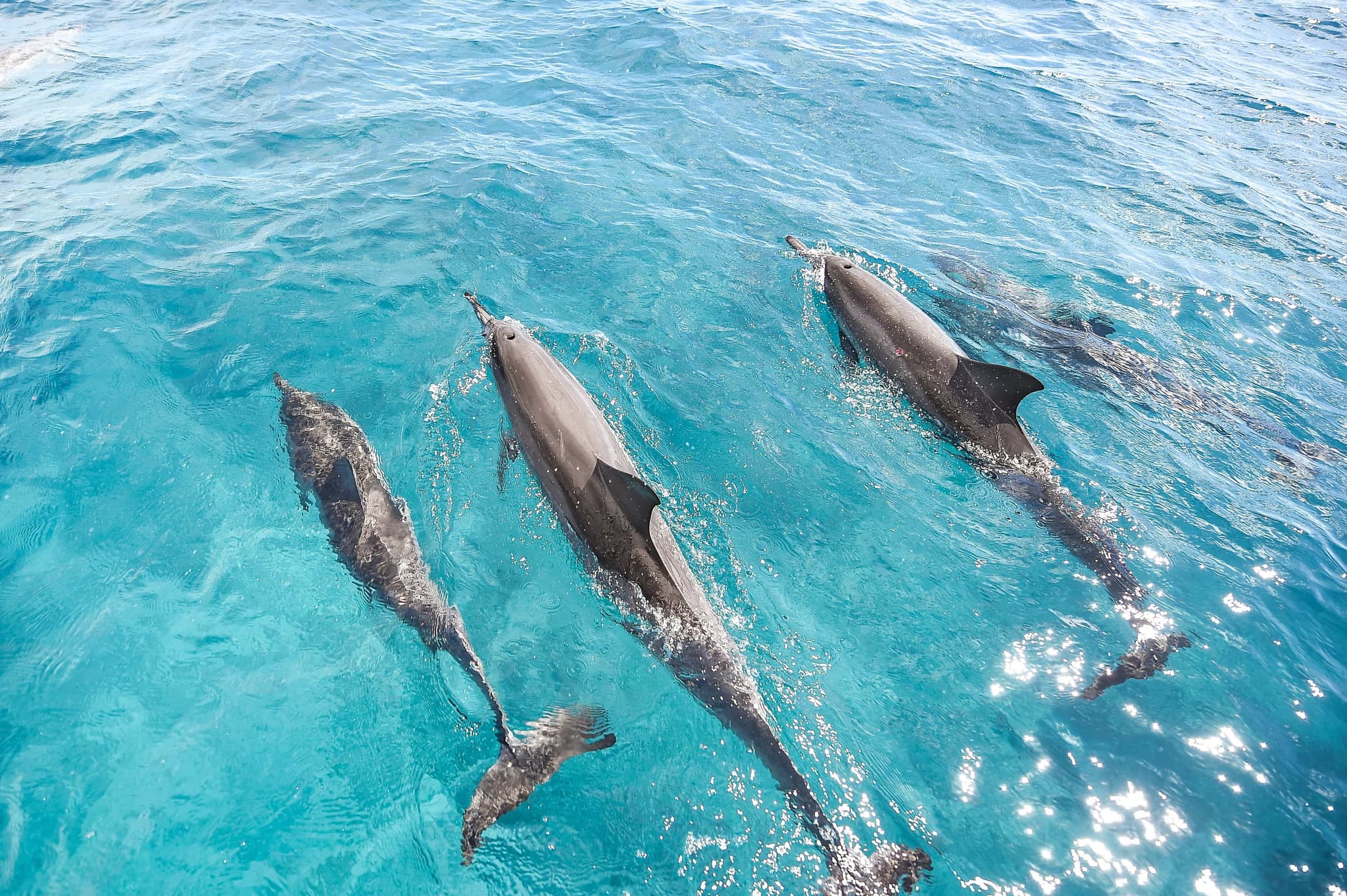 Venture Ko Olina Wildlife Snorkel