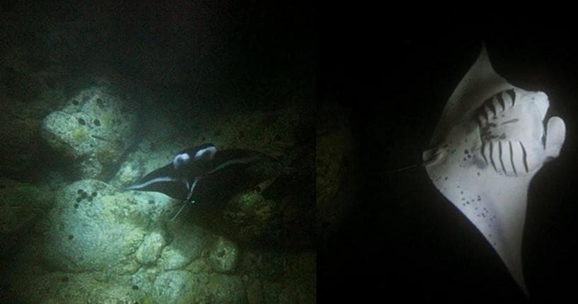 Manta Ray Moonlight Night Snorkel in Keauhou - Kona