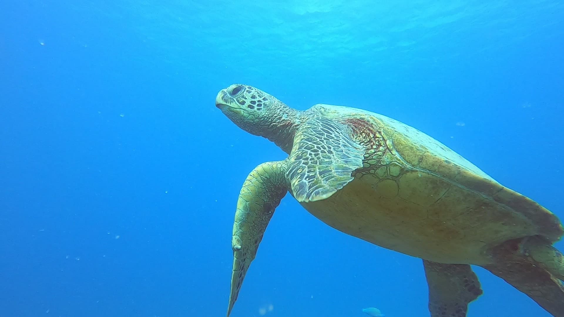 Video Editing Service