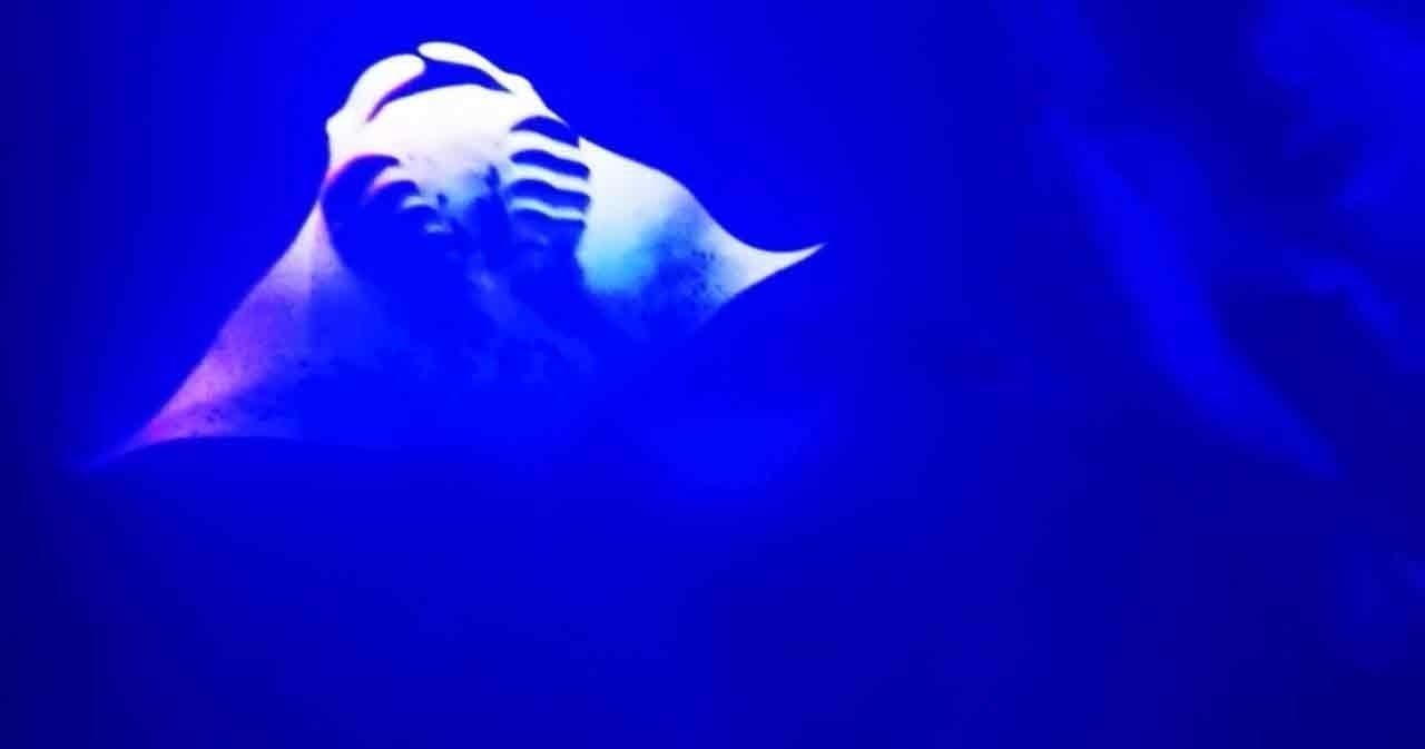 Manta Ray Late Night Snorkel