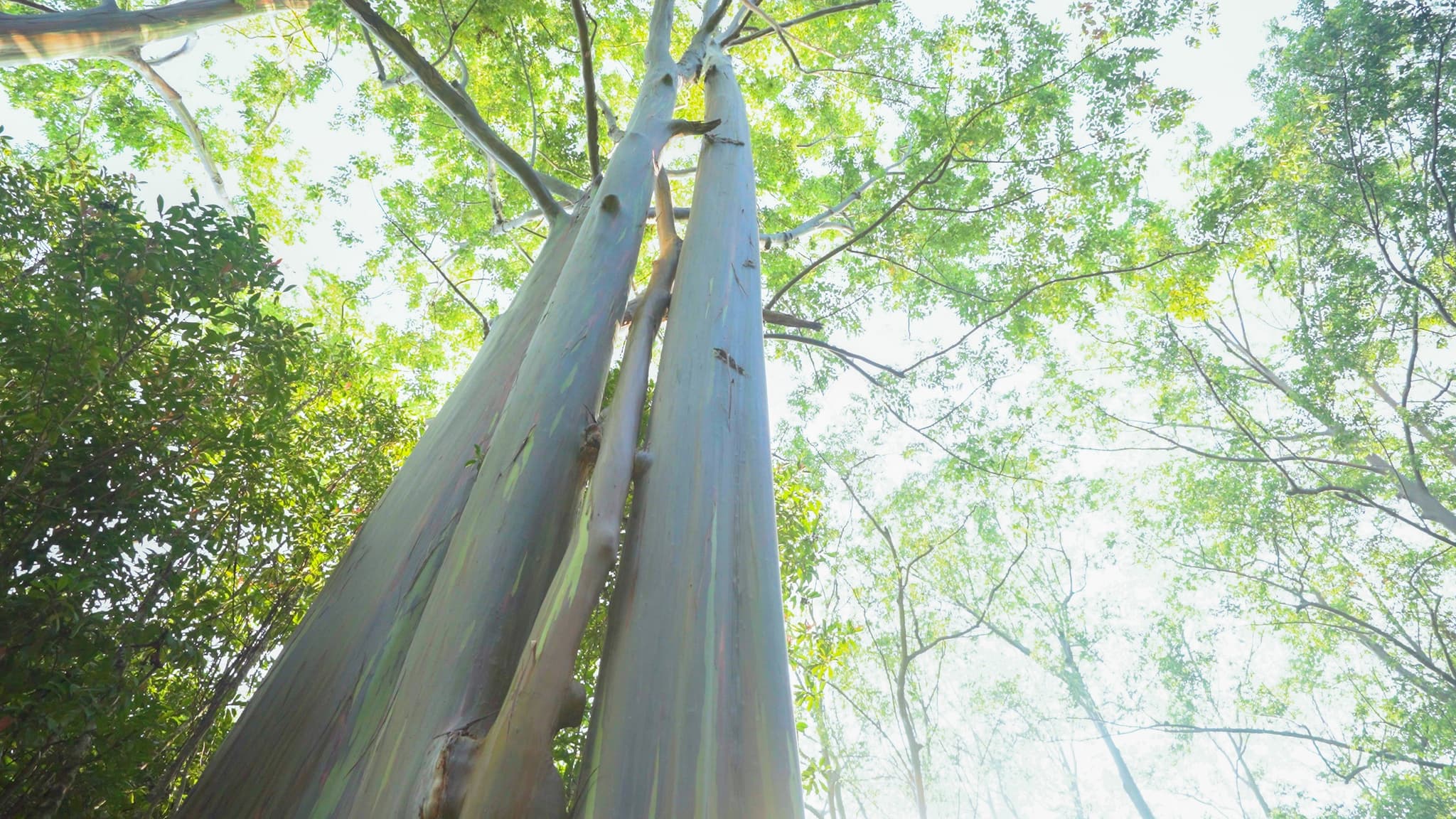 21W - Road to Hana Deluxe Rainforest and Waterfall Experience Departing from Oahu