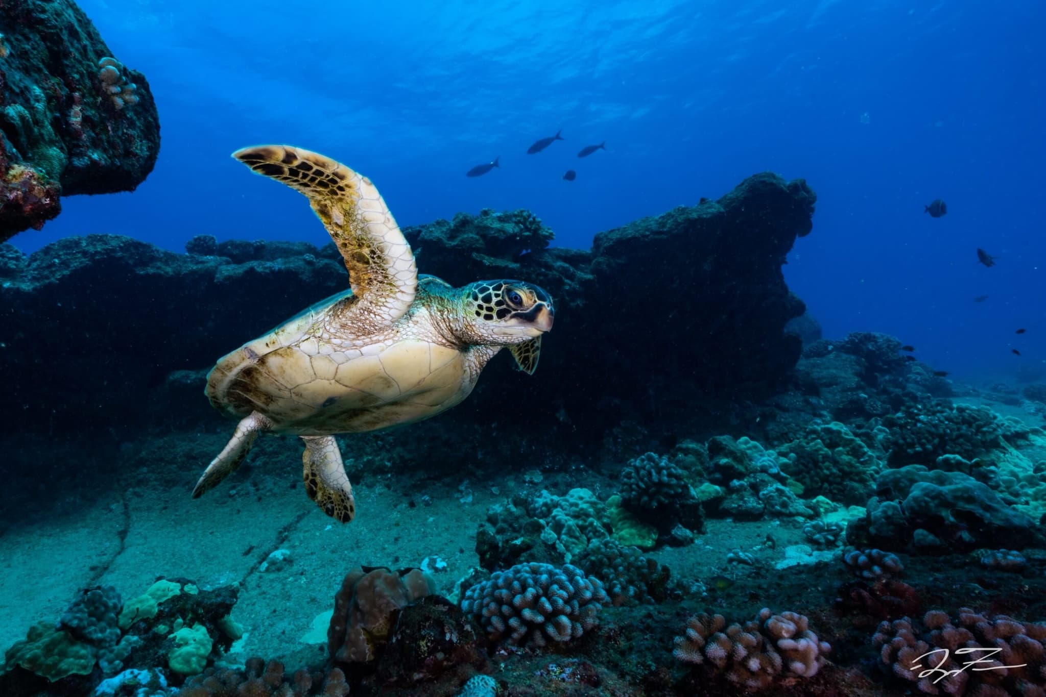 Twilight 2-Tank Boat Dive