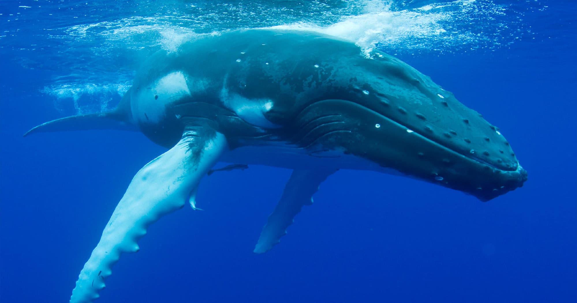 Whale Watch Charters