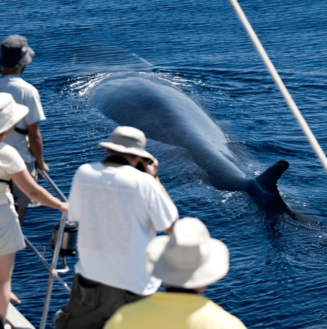 2-Hour Waikiki Whale Watching Cruise from Oahu