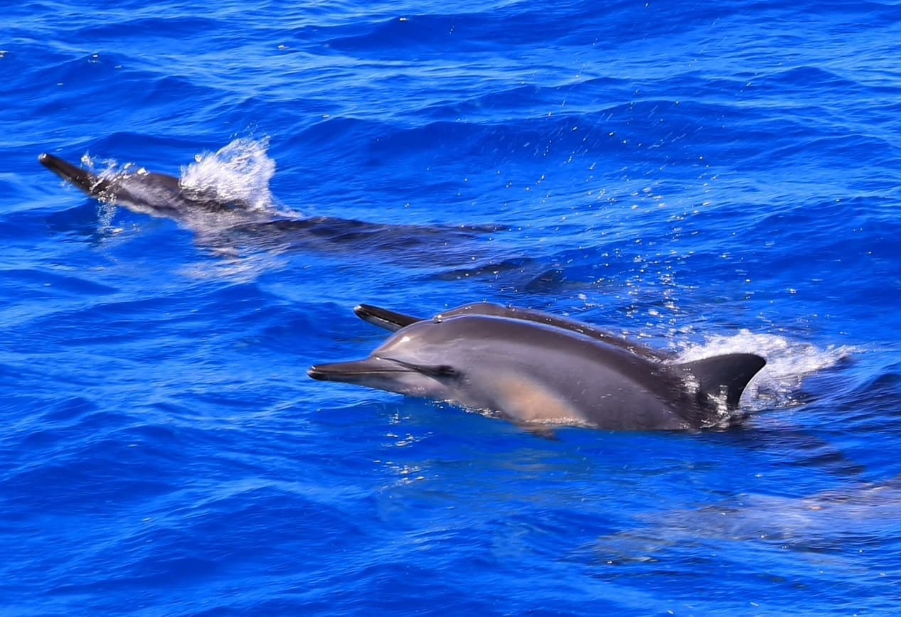 Kona: 3-Hour Snorkel & Dolphin Watching with Lunch