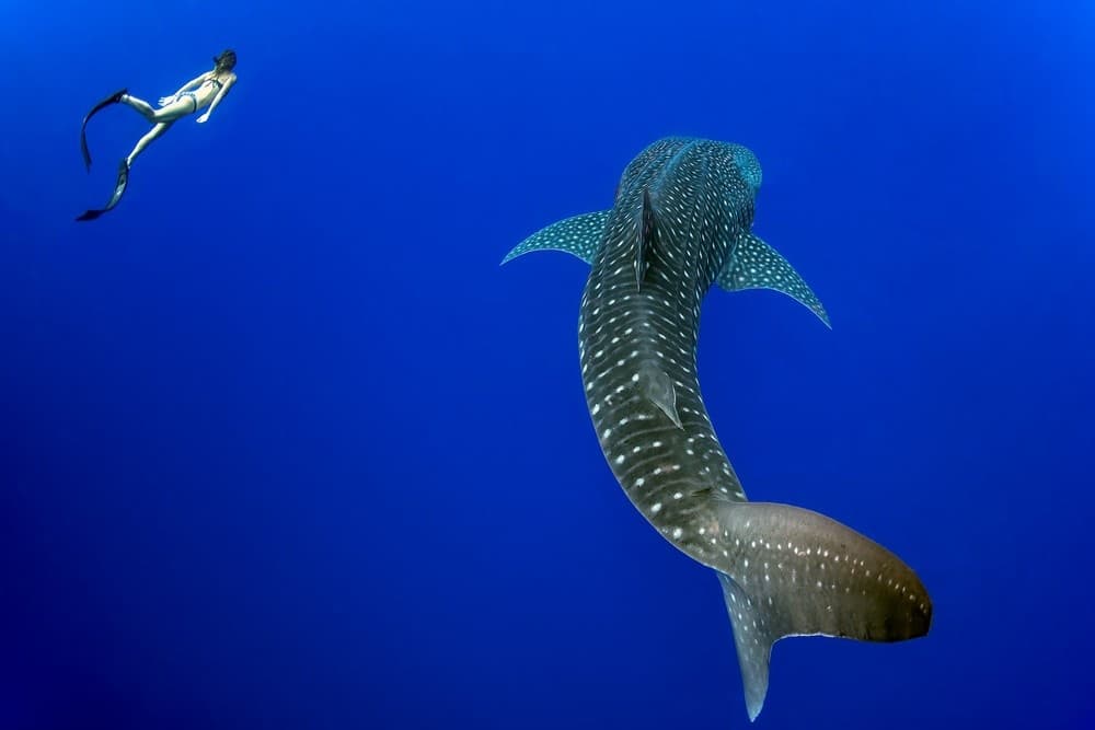 Deep Ocean Wildlife Safari