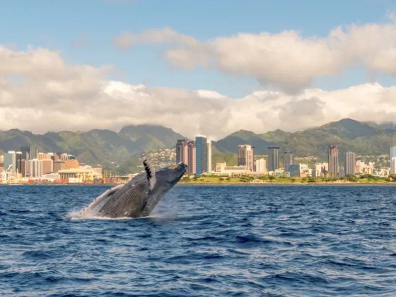 2-Hour Waikiki Whale Watching Cruise from Oahu