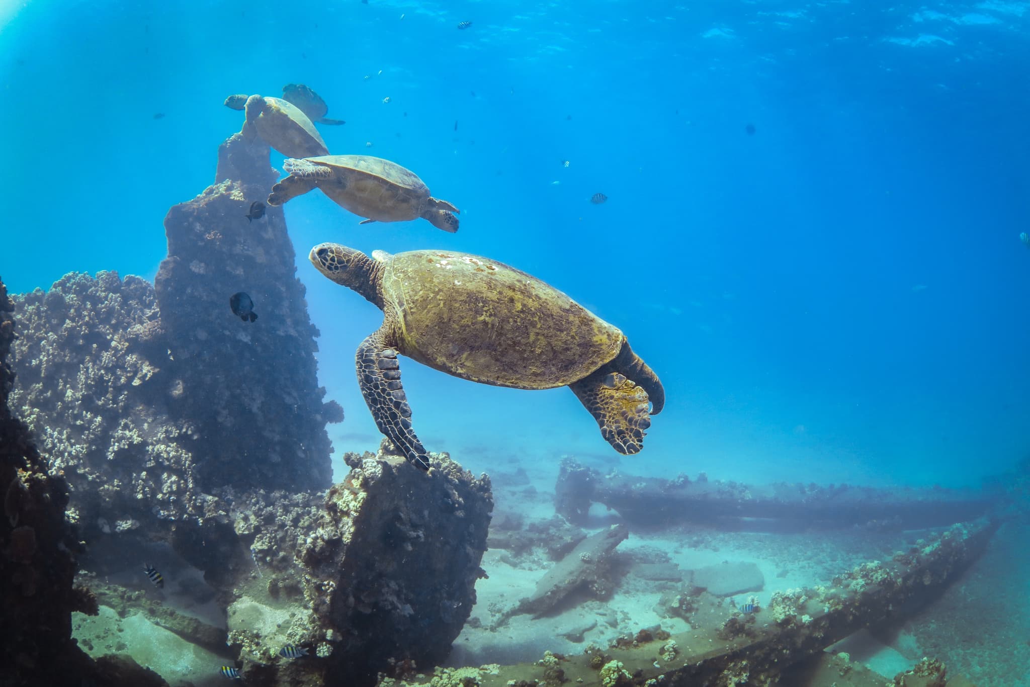 Turtle Reef Afternoon Snorkel
