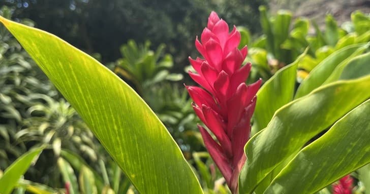 Circle Island Tour Waikiki Pick-up with Dole Plantation Tour