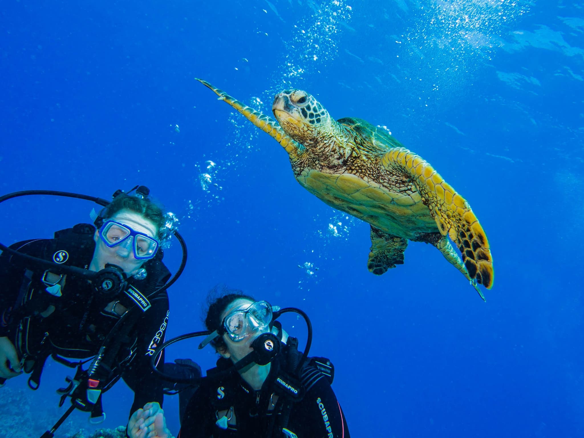 One-Site Afternoon Dive or Snorkel Trip