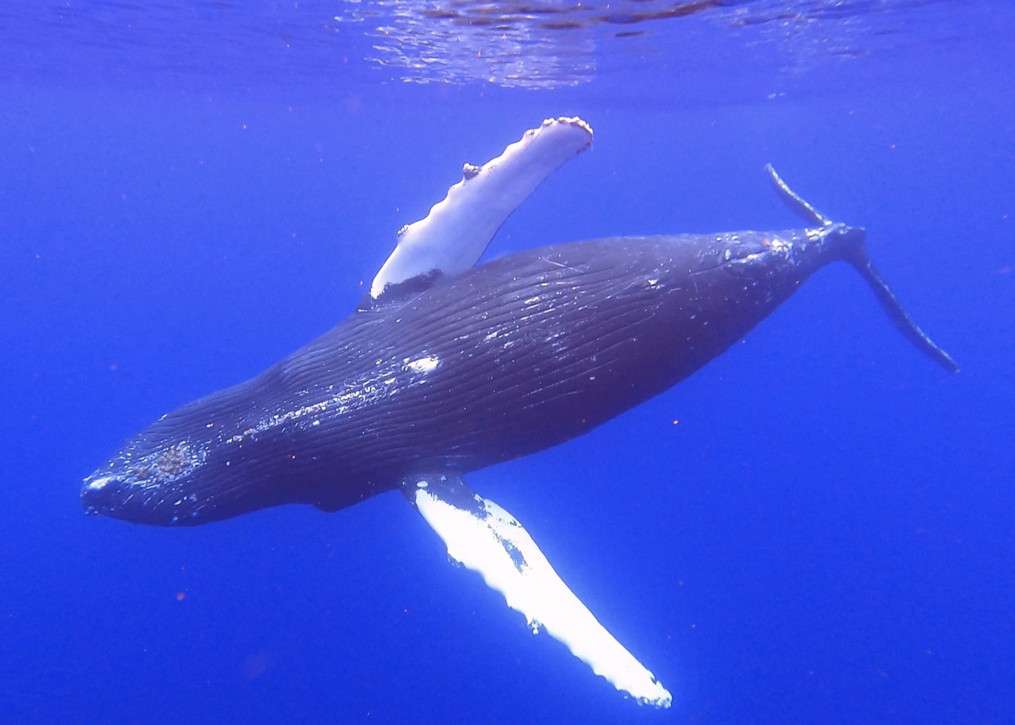 Exclusive Whale Watch