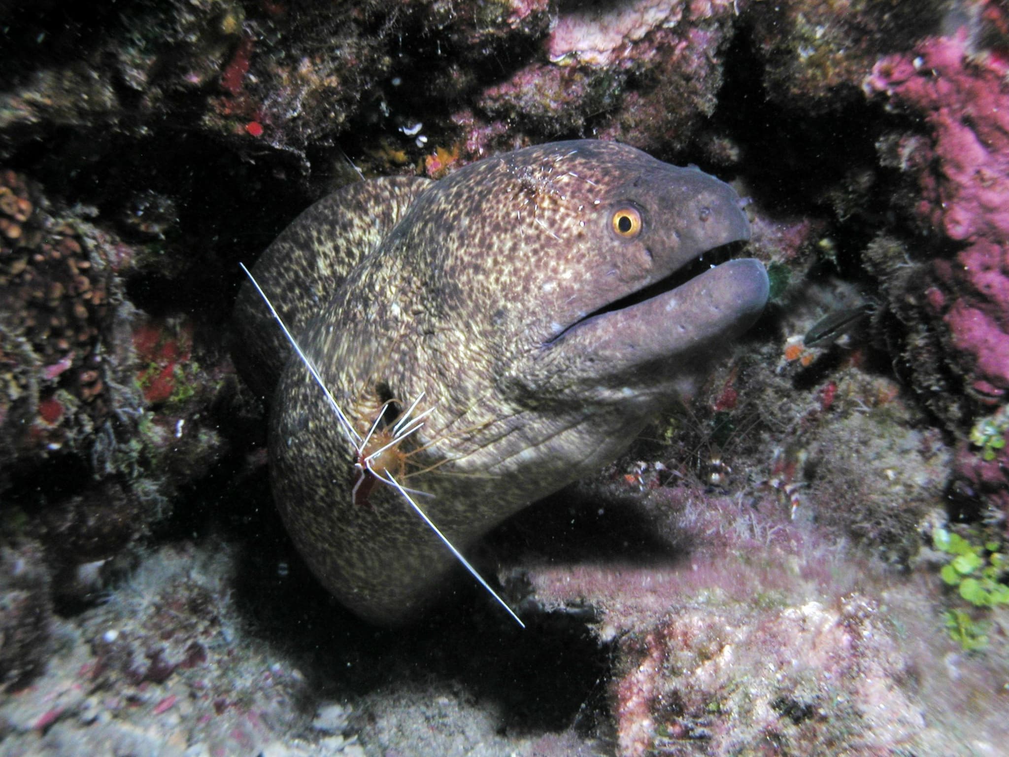 Shark-Turtle-Wreck-NIGHT Pkg