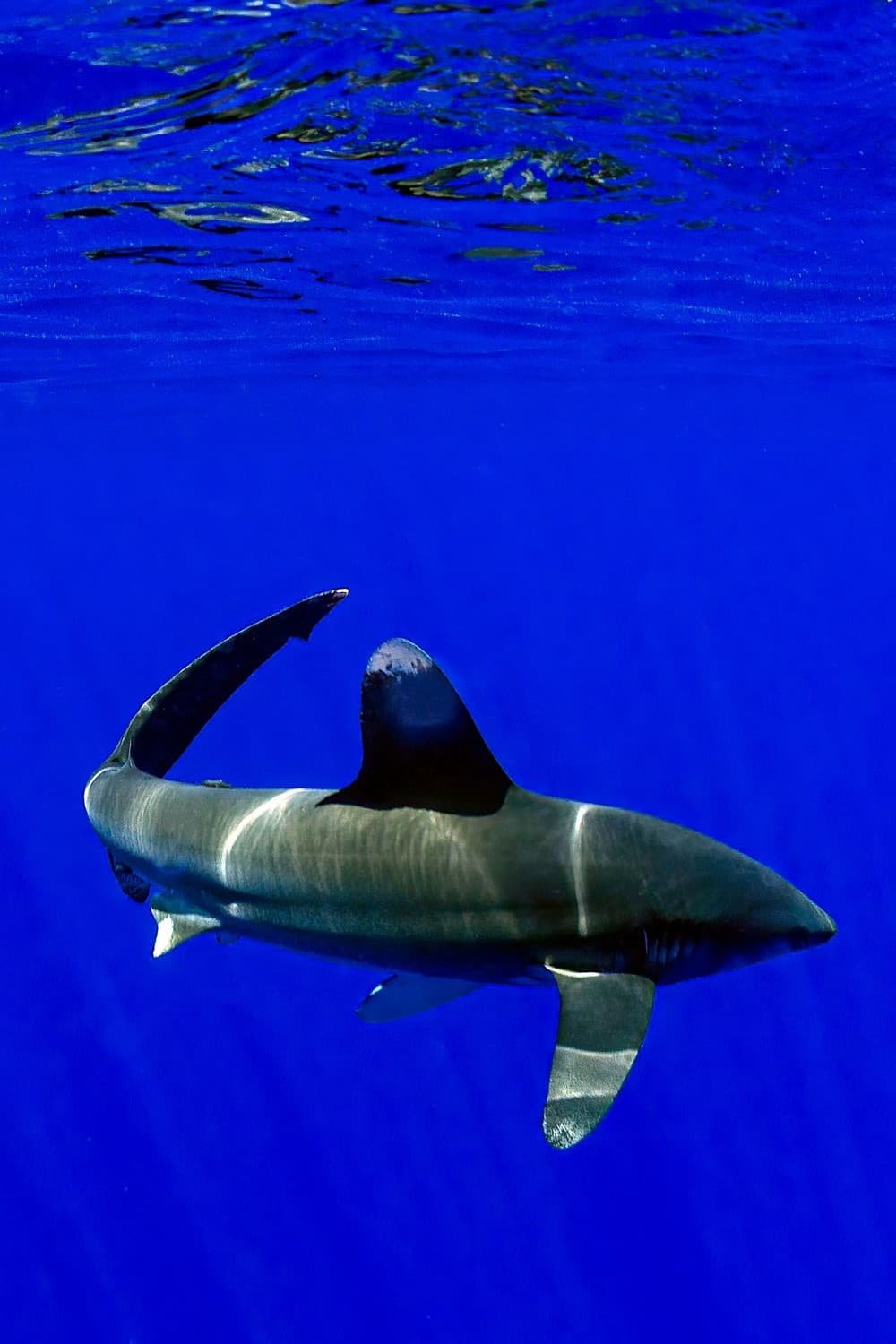 Deep Ocean Wildlife Safari