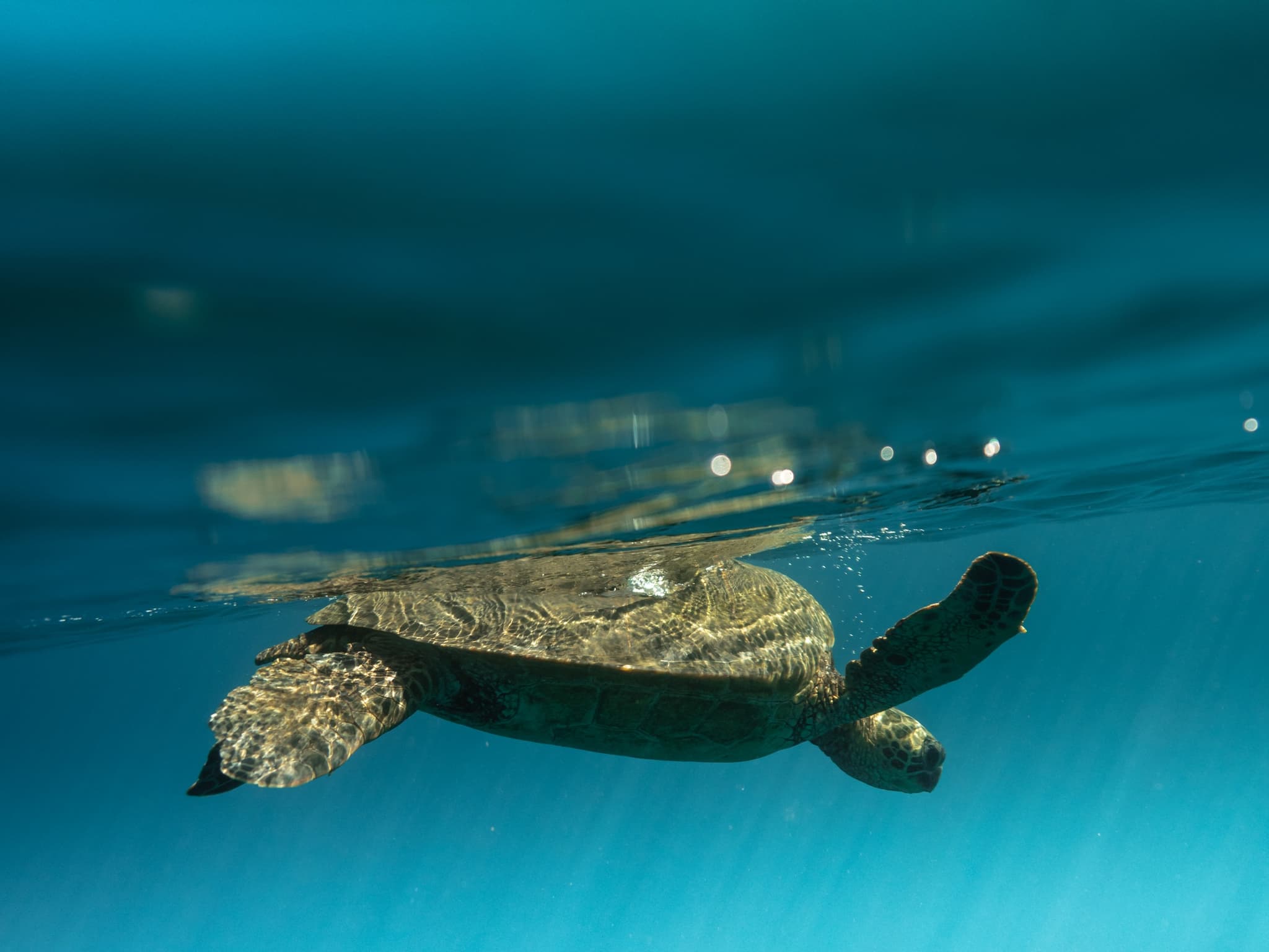 Private Snorkel Sail