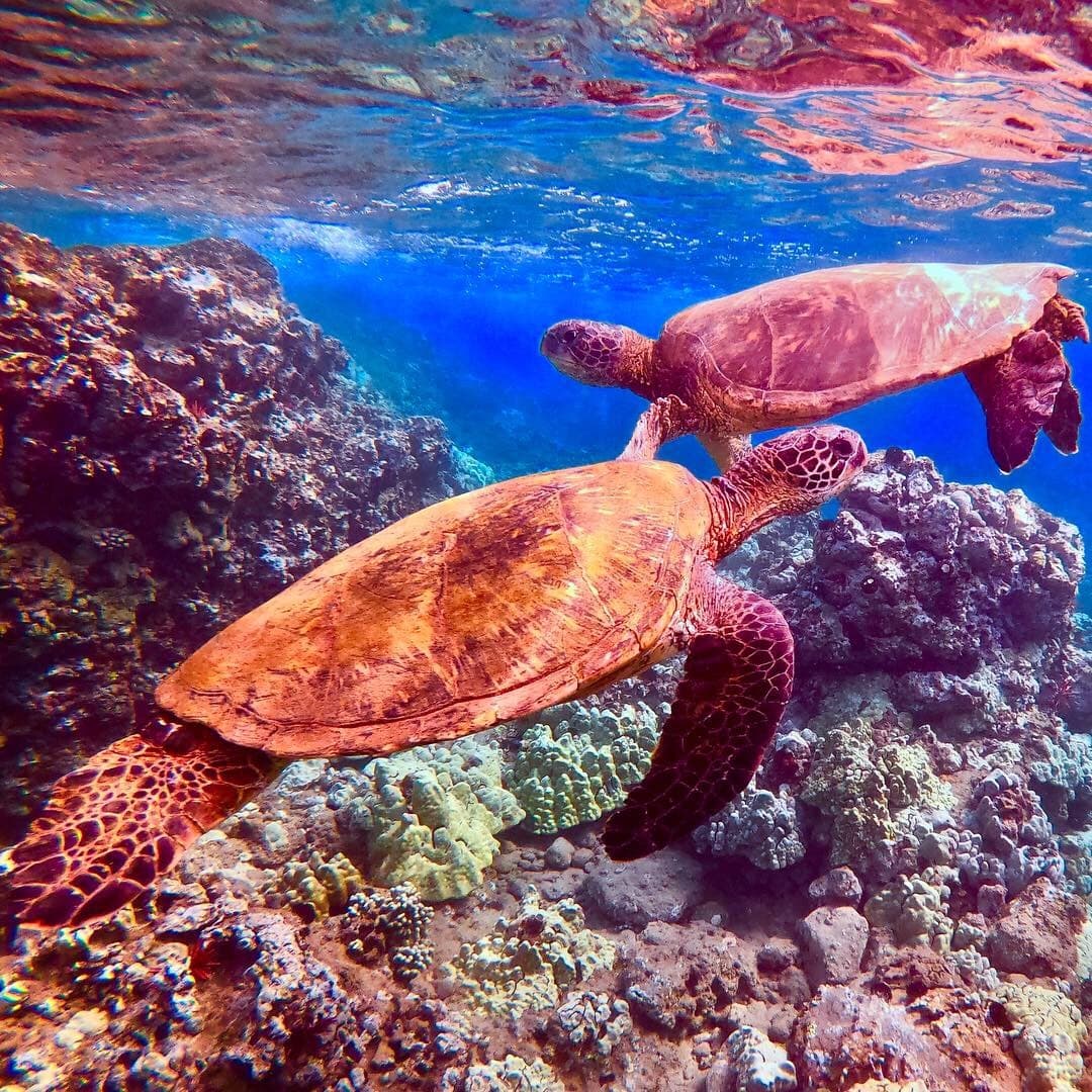 Discover the Magic of Coral Garden’s Turtle Town - 3 Hours