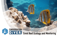 Conservation Diving Tour - Coral Reef Ecology and Monitoring with Certification