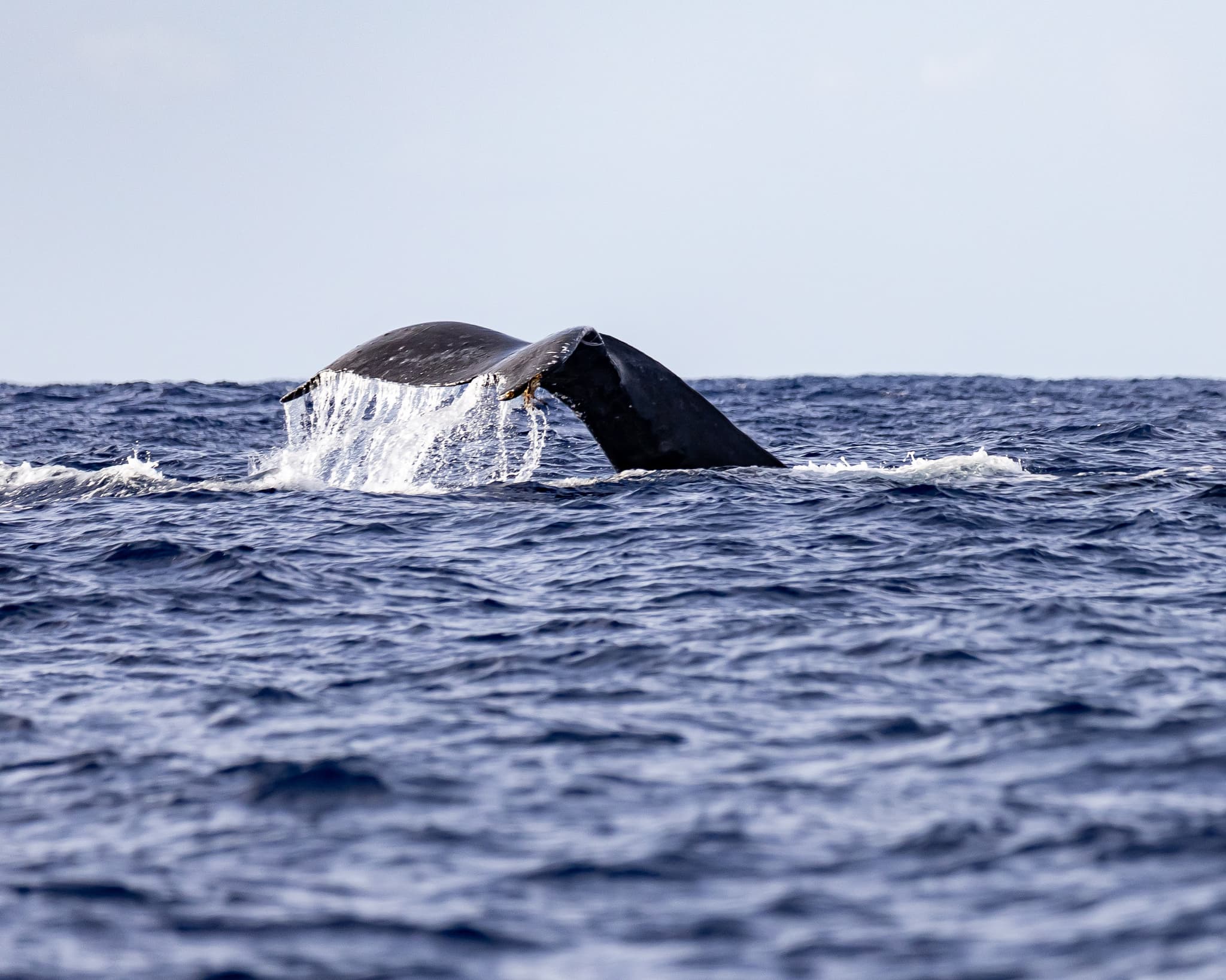 Kauai’s Ultimate SOUTH SIDE Whale & Dolphin Zodiac Boat Adventure