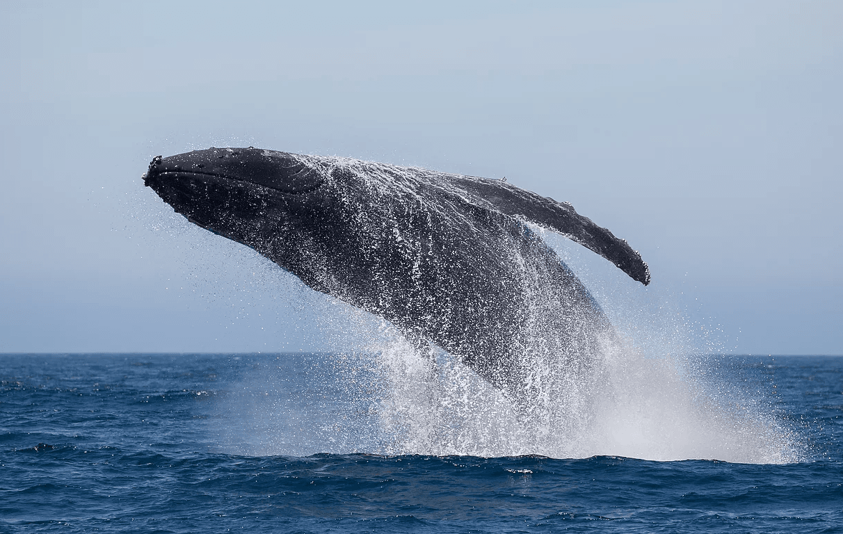 2 Hour Whale Watch Boat Tour