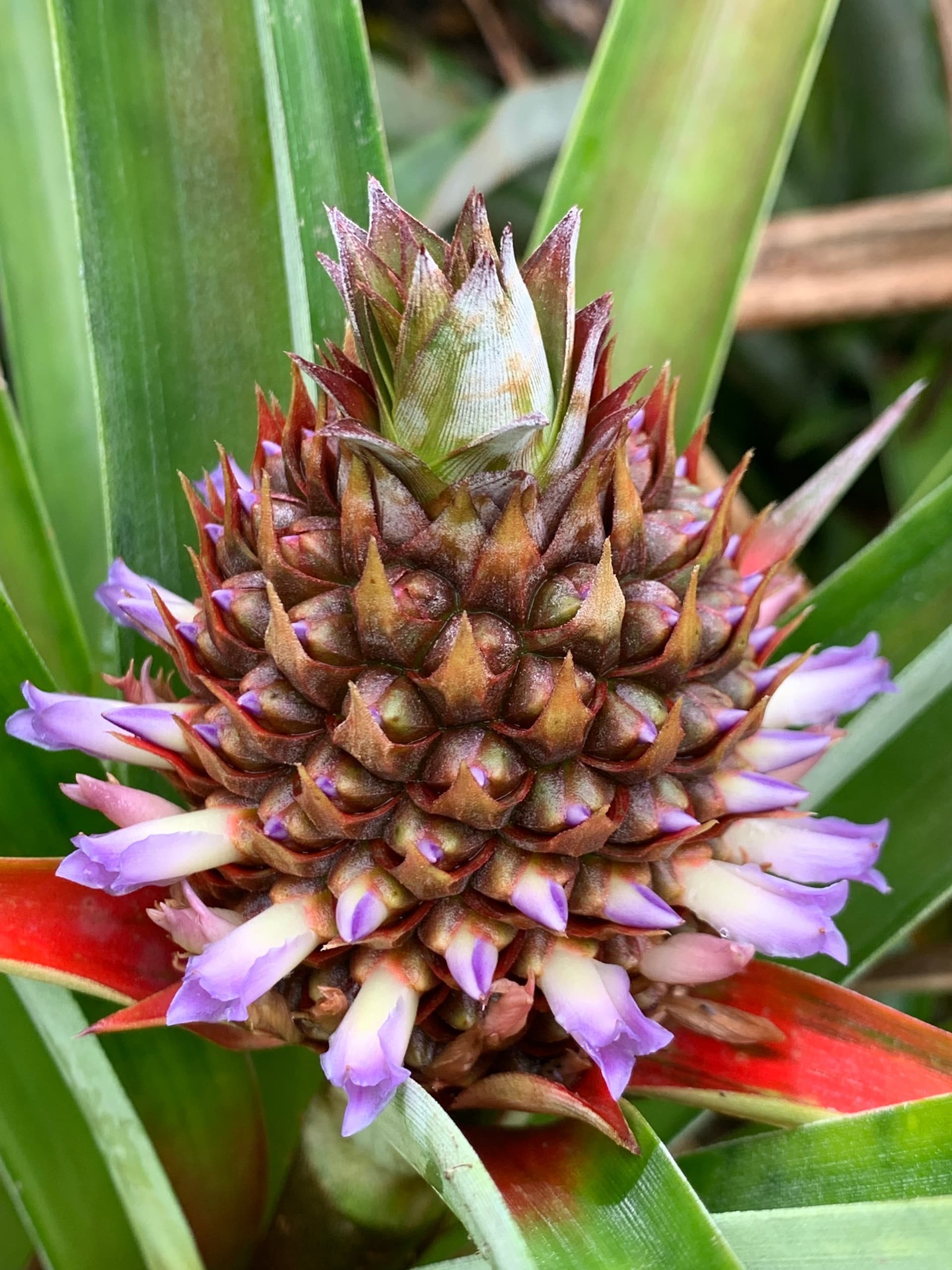 The Walking Farm Tour