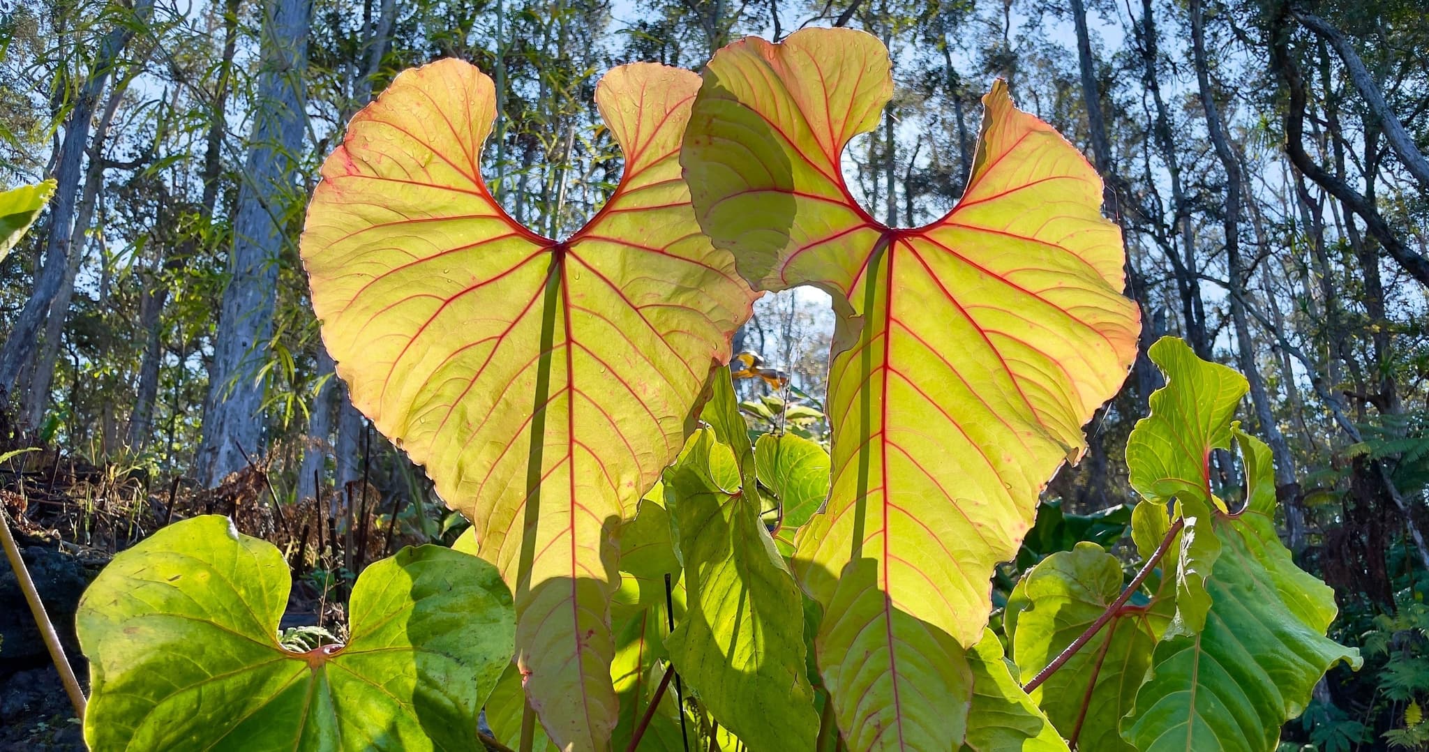 Cloud Forest Tour - Montane Jungle Trail (2.5 hrs)
